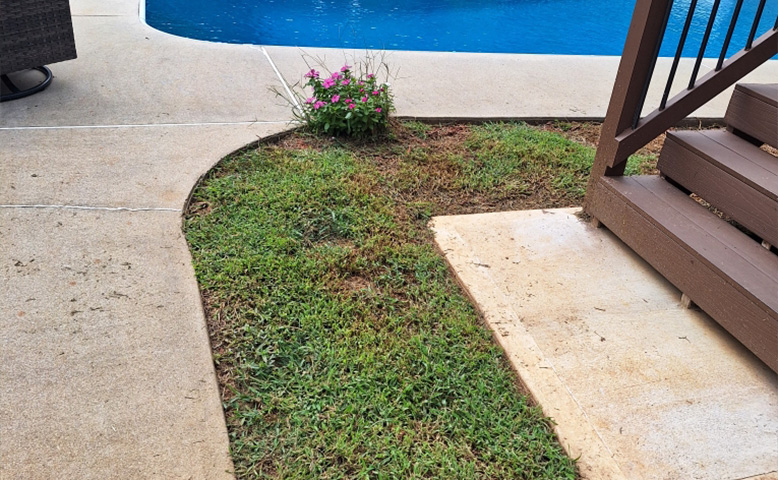 Struggling with Brown Patches? Troubleshooting Your Lawn Woes